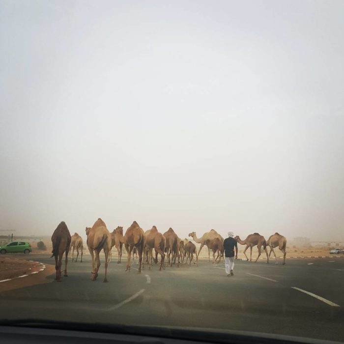 varios camellos en una carretera