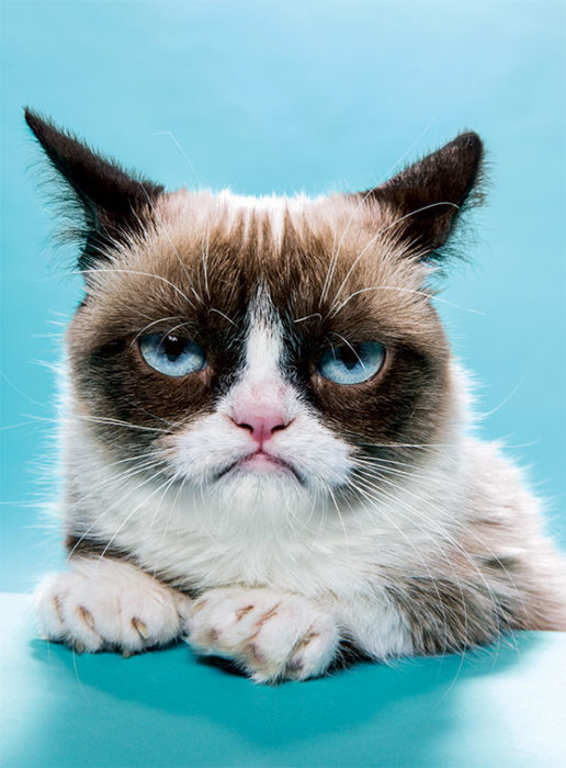 grumpy cat gato enojado molesto fondo azul