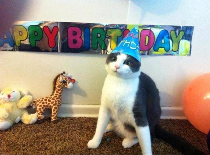 celebración cumpleaños gato