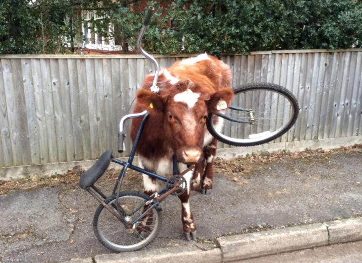 vaca atorada en una bicicleta