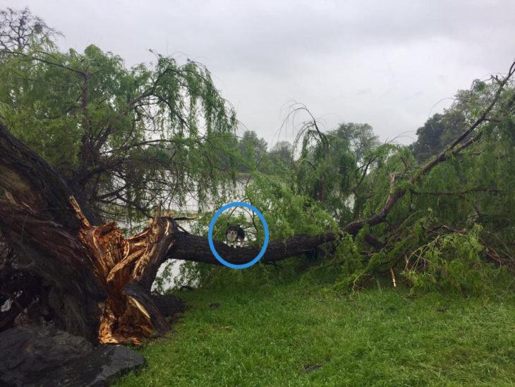 perro arriba de arbol partido 