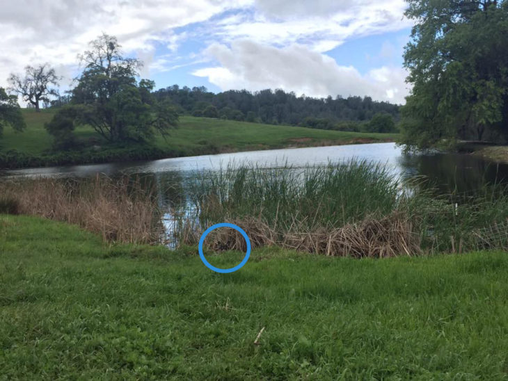 perro escondido en paisaje de lago y campos verdes