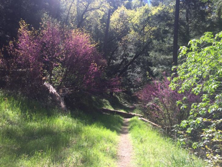 paisaje de un camino y hay flores lilas