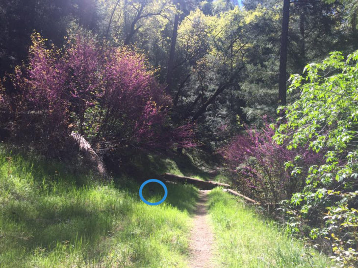 perro escondido en paisaje de camino y flores lilas