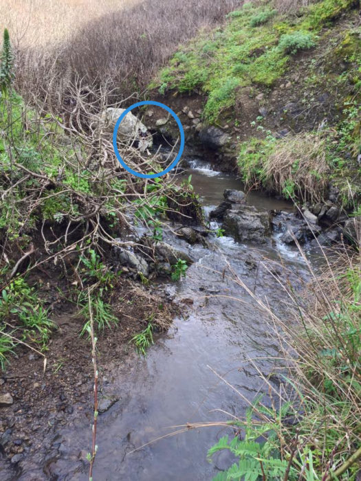 perro escondido cerca de un río 