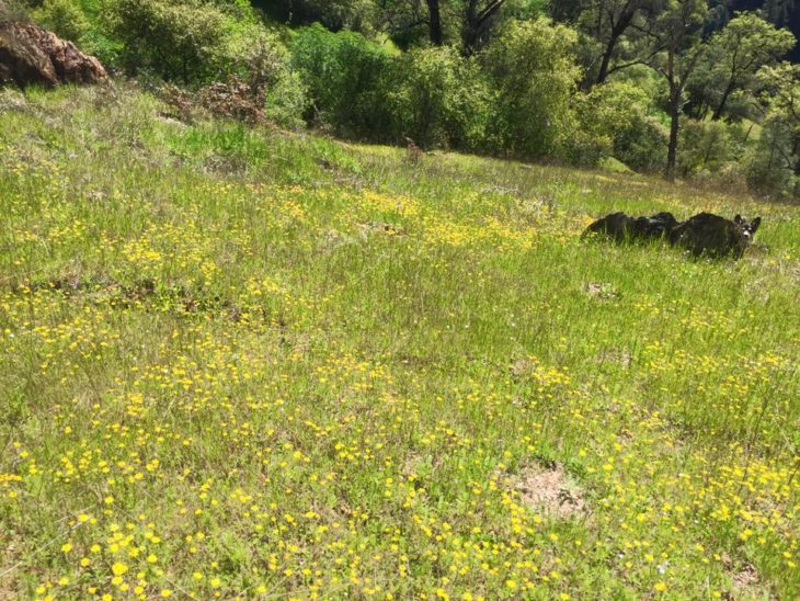 perro escondido en el campo 