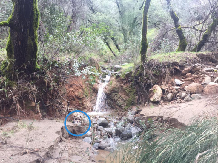 corgi encerrado en circulo en paisaje con cascada al fondo 