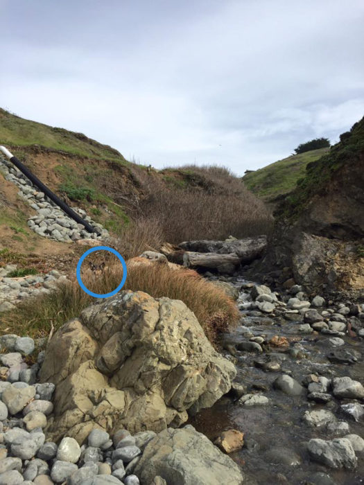 perro escondido en paisaje de río y piedras