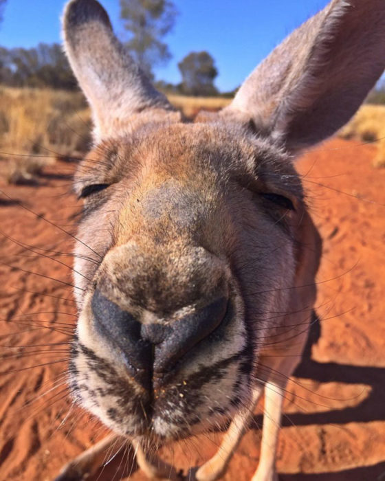 Selfie canguro feliz 