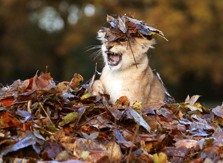 tigre cachorro otoño