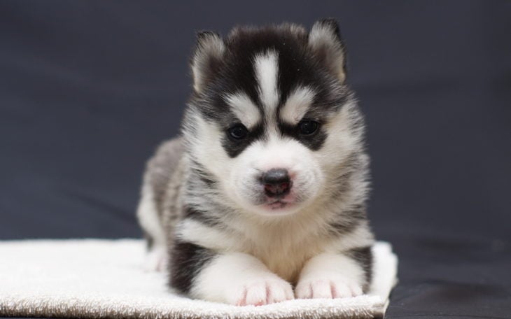 husky cejas enojón