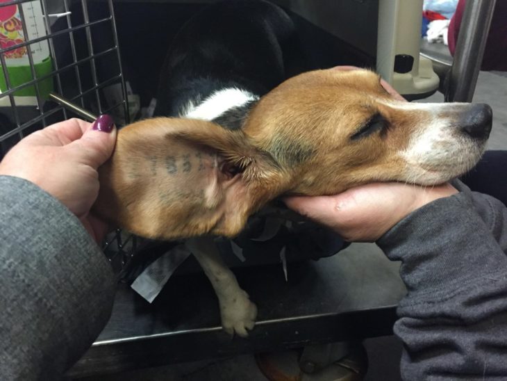 beagle con número tatuado en su oreja