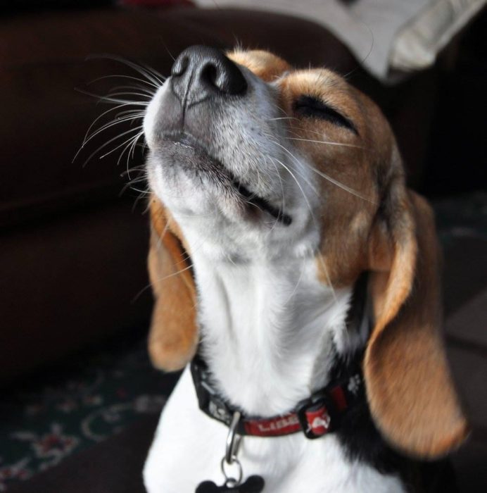 beagle relajado 