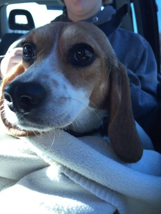 beagle en el carro cara asustado