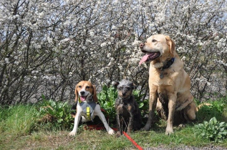 tres perros 