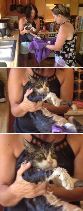 gato mamás borrachas baño