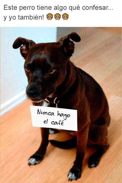 confesión perro no hace café