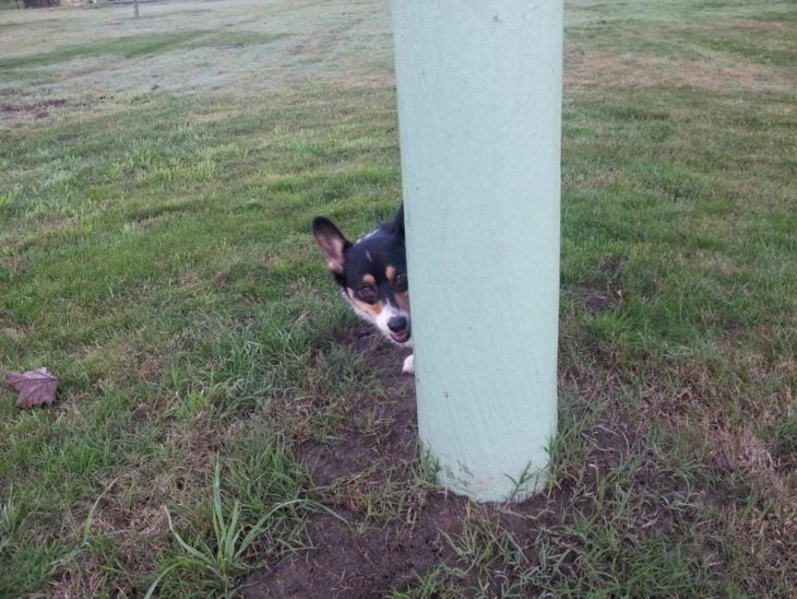 corgi asomándose detrás de poste