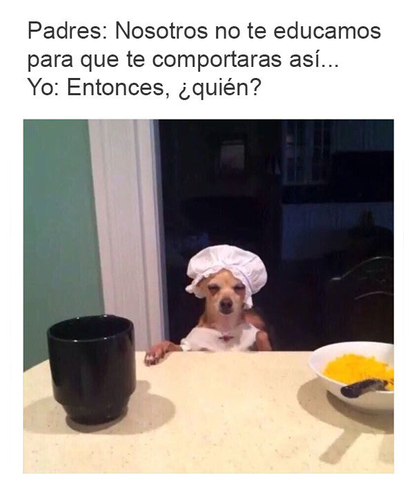 mis padres me hicieron así perro chihuahua cocinero