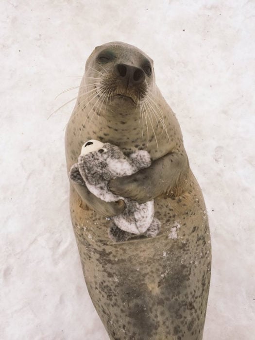 Foca abraza a su foca de peluche