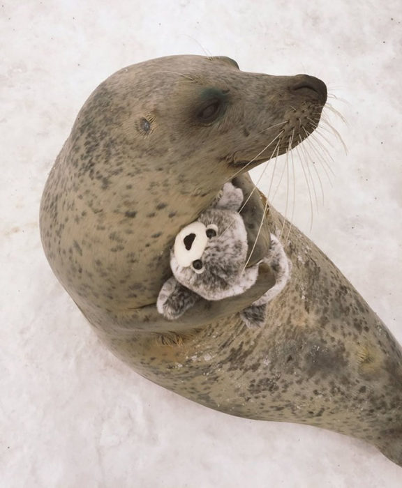 Foca con una foca de peluche