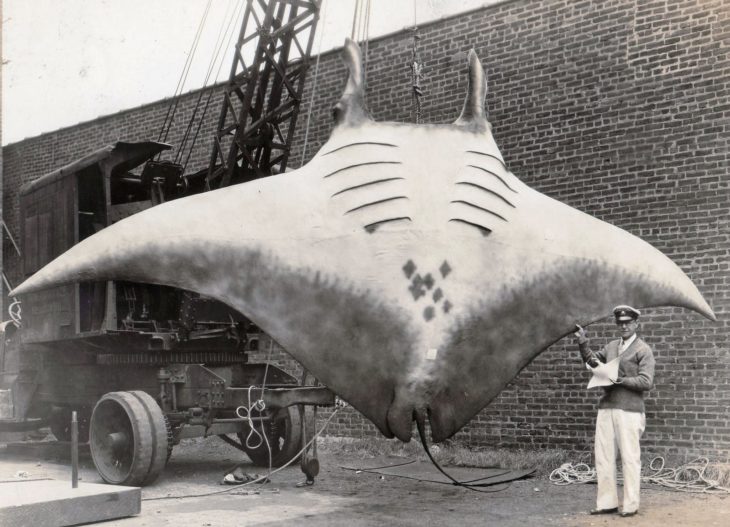 mantarraya gigante pescada 