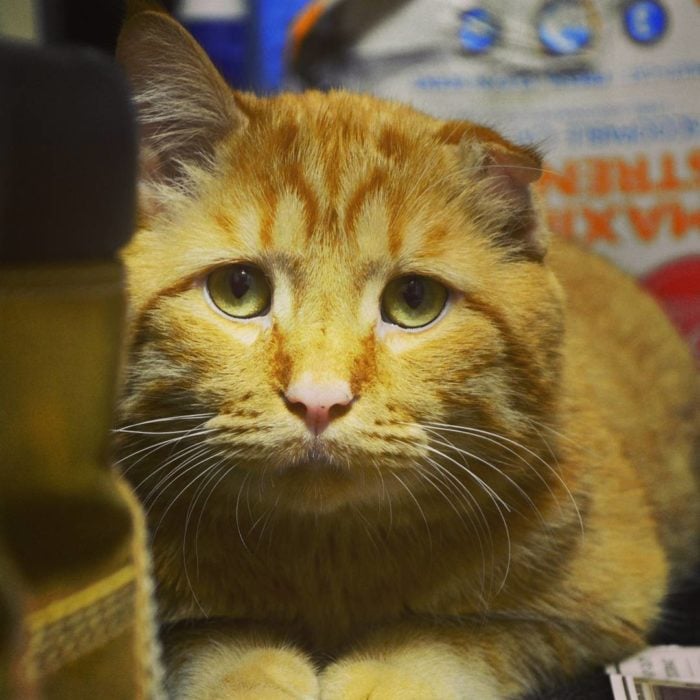 gato con la mirada triste