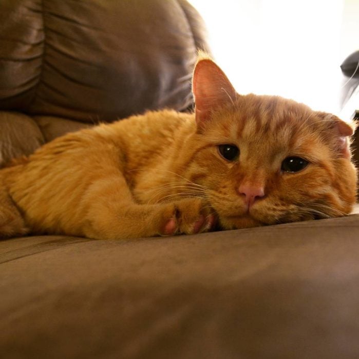 gato acostado ene l sillón