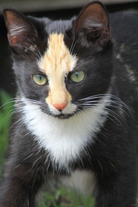 gato blanco con negro y cafe en su frente 