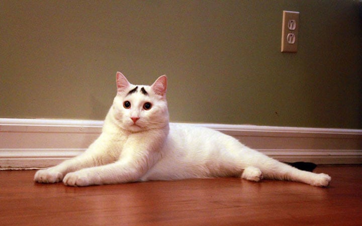 gato blanco con cejas negras 