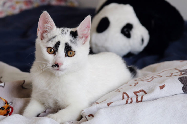 gato con marcas negras en sus ojos 