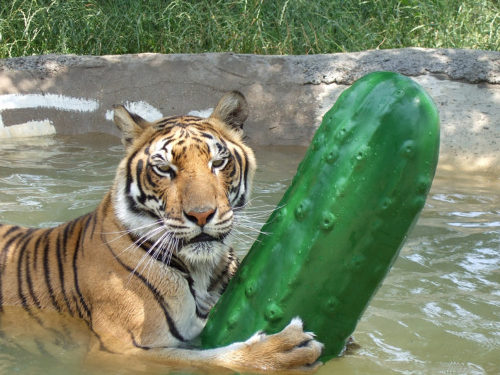 tigre en el agua con un pepino gigante
