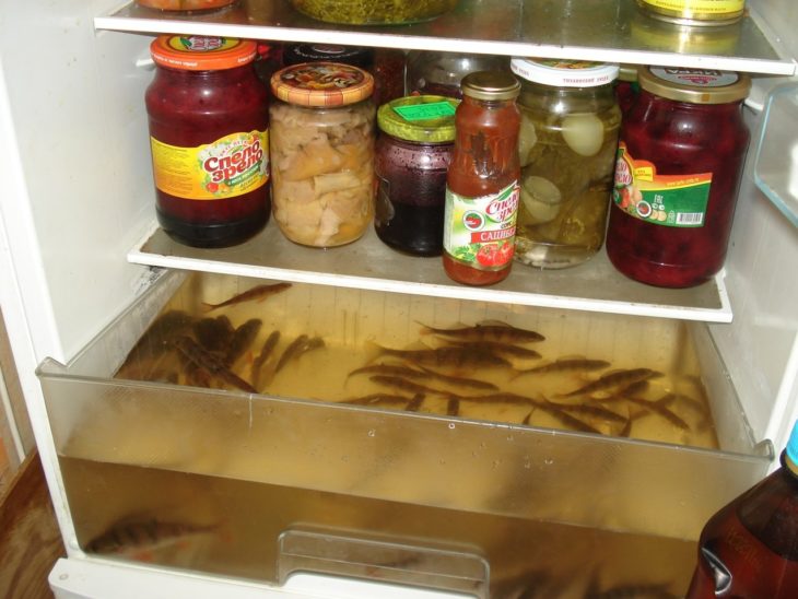 peces vivos en el refrigerador 