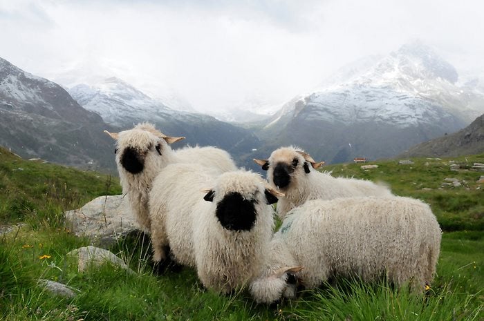 tres ovejas