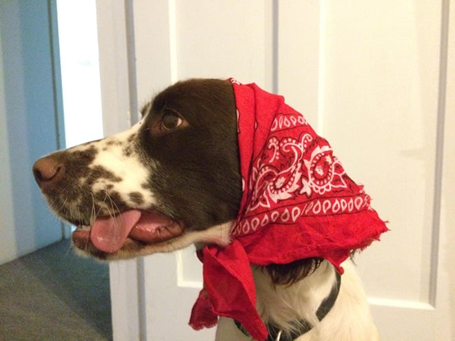 perro con paliacate rojo en la cabeza