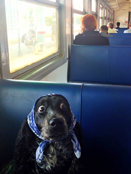 perro con mascada en la cabeza en el tren 