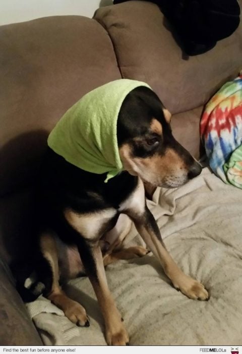 perro con mascada verde en la cabeza 