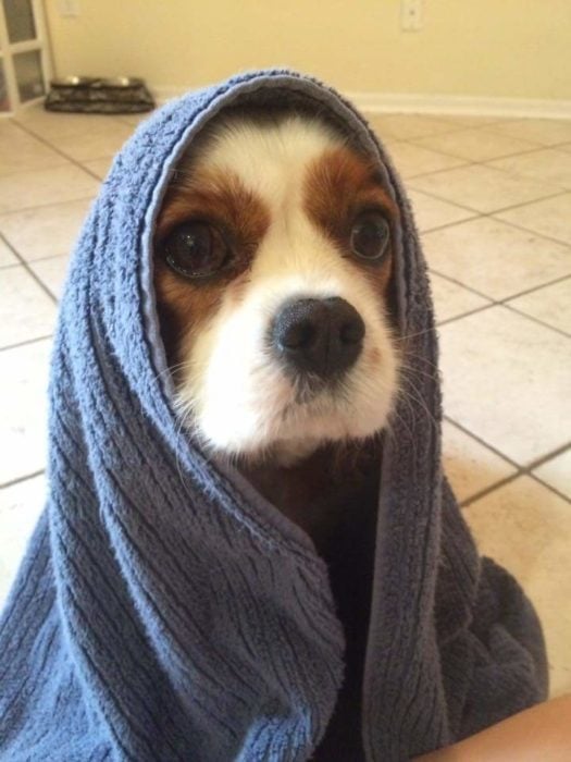 perro coker con toalla azul 