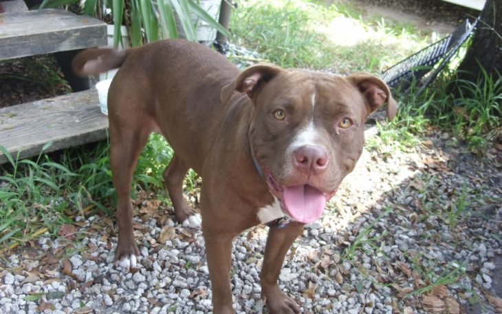 hermoso pitbull café 