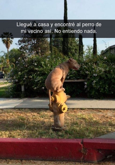 Snapchat perros - perro raro vecinos 