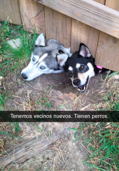 Snapchat perros - perros vecinos