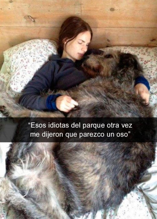 Snapchat perros - perro oso 