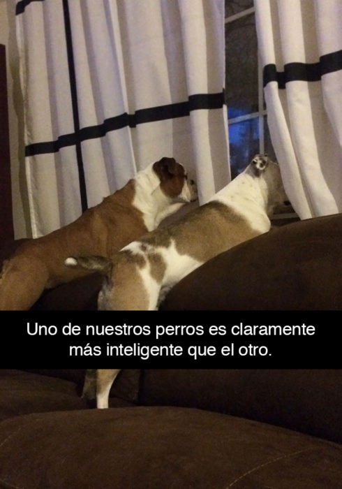 Snapchat perros - perros inteligentes