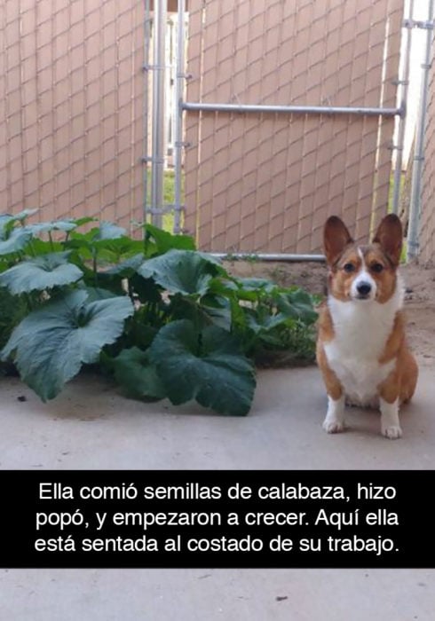 Snapchat perros - corgi calabazas 