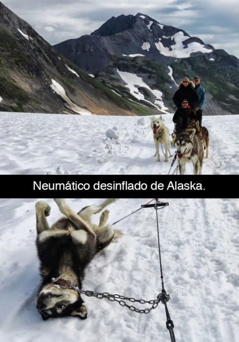 Snapchat perros - alaska desinflado 