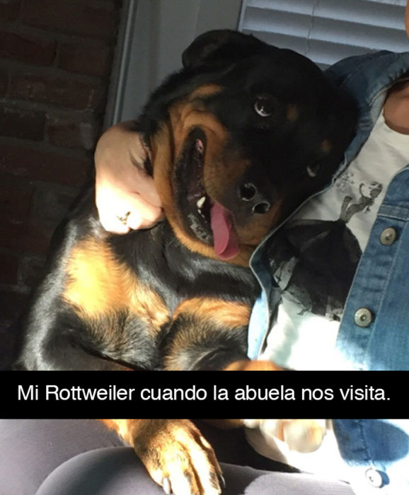 Snapchat perros - perro ojos amor abuela 