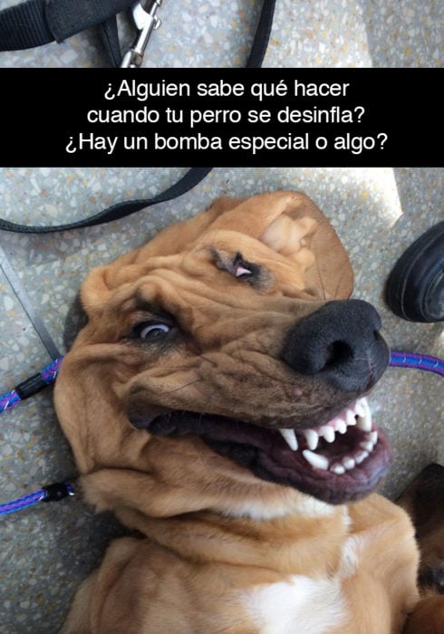 Snapchat perros - perro desinflado 