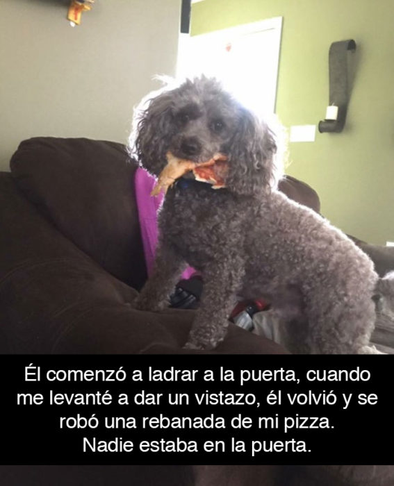 Snapchat perros - perro se roba pizza