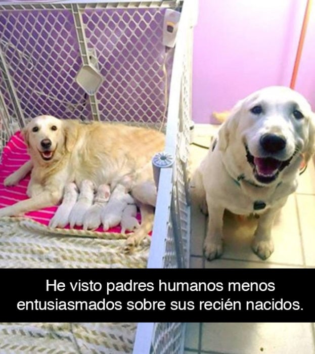 Snapchat perros - labradores felices con cachorros 