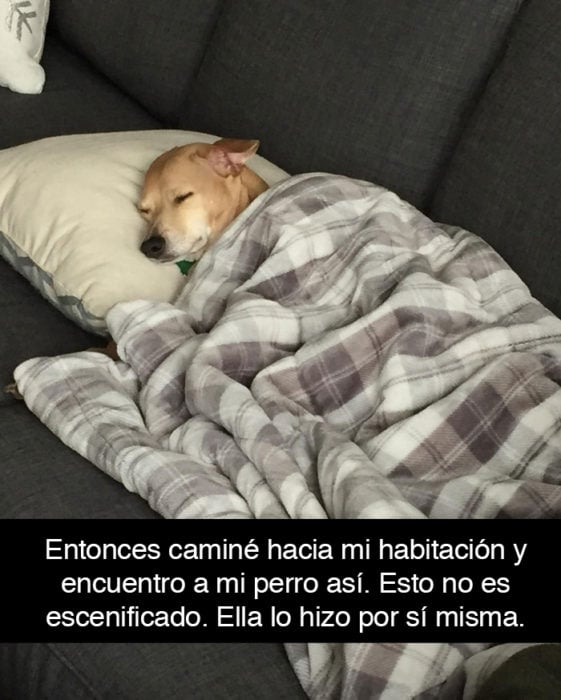 Snapchat perros - perro dormido tapado 